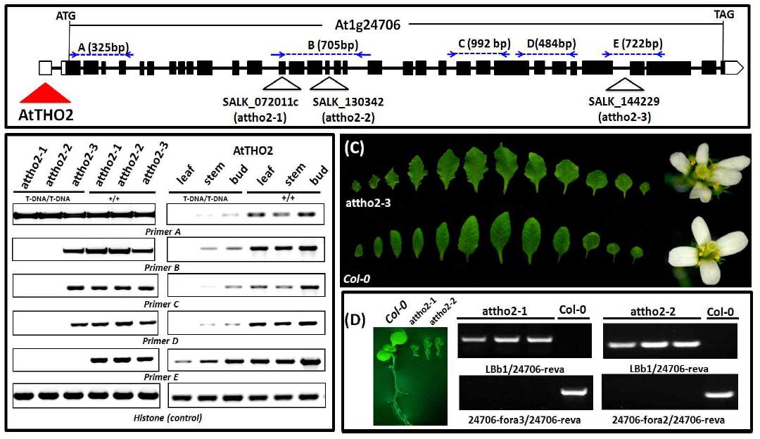 (A) Genetic model of the T-DNA insertion of the null mutants (B) RT-PCRanalysis of the AtTHO2 and null mutants using primer sets along the At1g24706 genome.