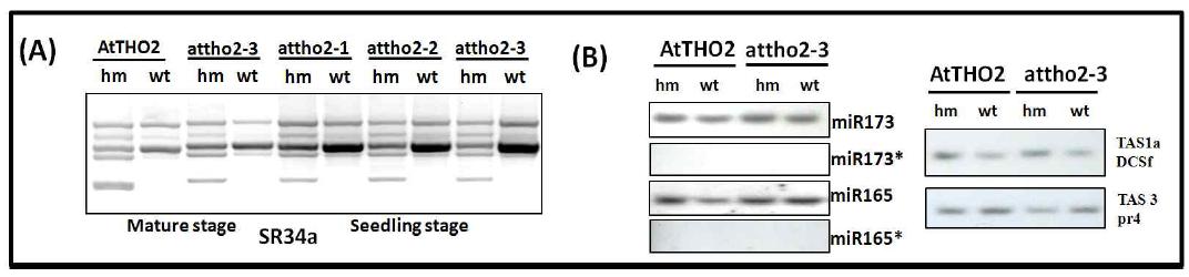 (A) Gene expression analysis of splicing patterns of AtTHO2 and null mutantsusing SR34a primer.