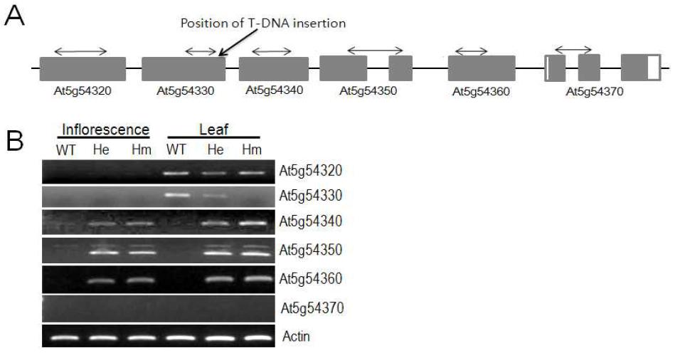 AP3-30 식물체에서 T-DNA 삽입된 부위와 유전자 발현.