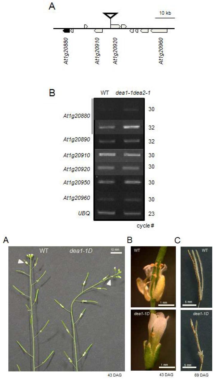 Identification of dea1-1D mutant with delayed senescence and abscission of flowers.