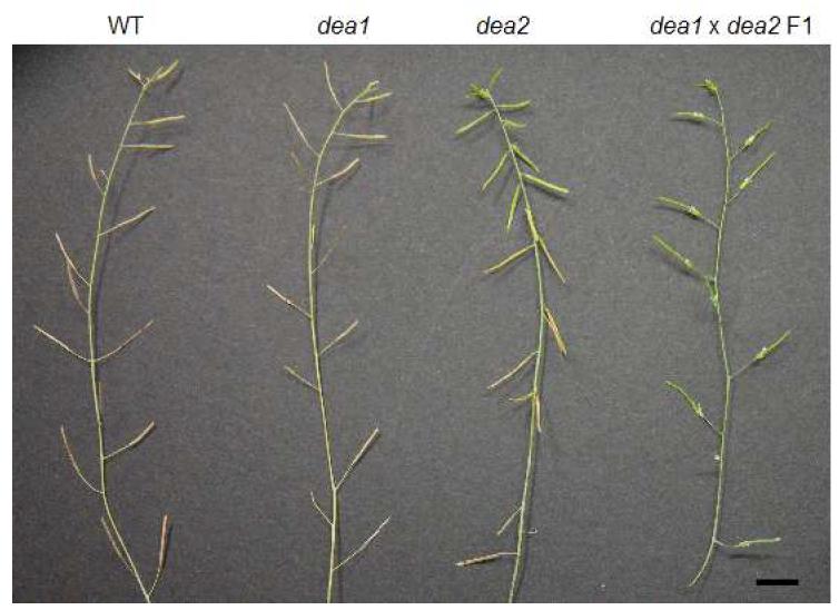 The dea1-1D mutant phenotype is due to genetic interaction between dea1 anddea2.