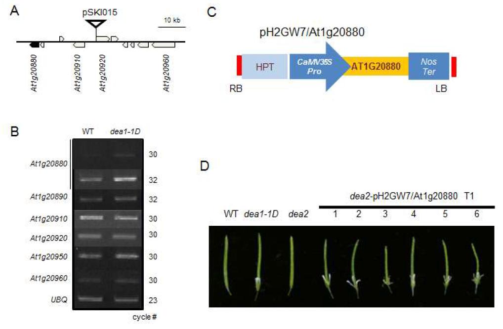 Molecular cloning of DEA1 gene and transgenic recapitulation of dea1-1D mutantby overexpression of DEA1 in dea2 mutant background.