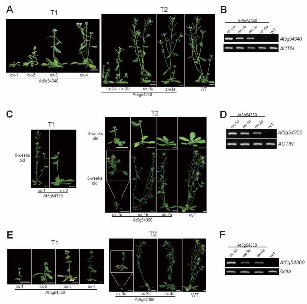 At5g54340, At5g54350, At5g54360 유전자들의 과발현 식물