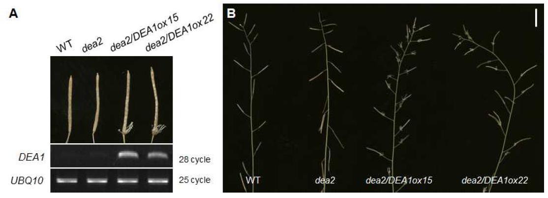 Generation of transgenic DEA1-overexpressing plants in dea2 mutant background.