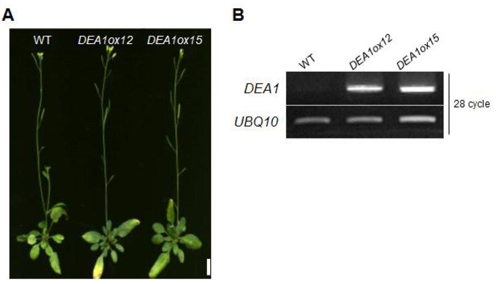 Generation of transgenic DEA1-overexpressing plants in wildtype background.