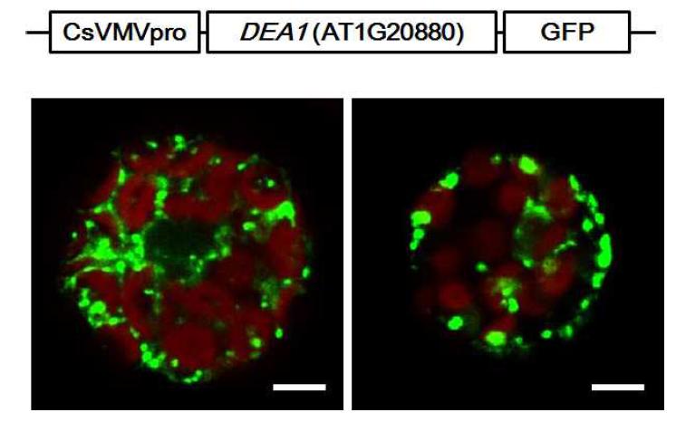 Subcellular localization analysis of DEA1.