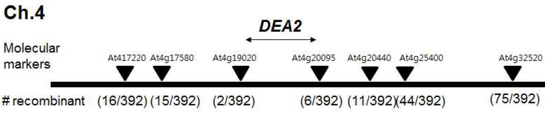 Chromosomal mapping of DEA2 locus.