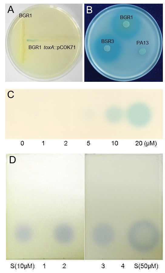 Detection of toxoflavin by bacterial biosensor strain.