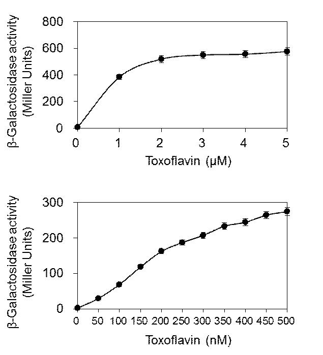 Induction of the toxA-lacZ transcriptional fusion in toxoflavin biosensor strain COK71 by different amount of toxoflavin. Biosensor was grown in the LB medium with various amount of synthetic toxoflavin. After 5 h of incubation, the β-galactosidase activity was measured. The results were reproduced in three repeated experiments, and error bars indicate standard deviations