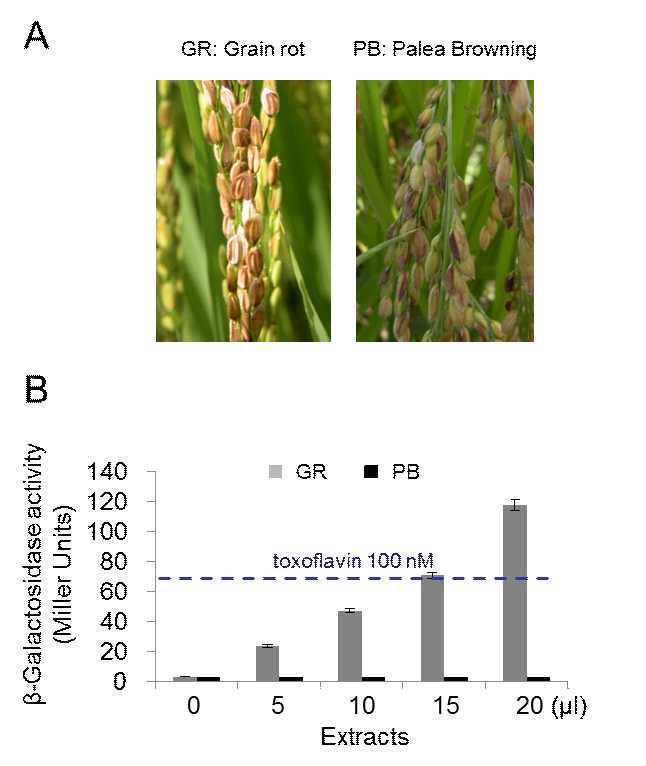 (A) Natural symptoms of bacterial grain rot or palea browning of rice. (B) Detection of toxoflavin produced in vivo. Induction of the toxA-lacZ transcriptional fusion in toxoflavin biosensor strain COK71. Biosensor was grown in the LB medium with chloroform extracts from diseased rice grains. After 5 h of incubation, the β-galactosidase activity was measured. The results were reproduced in three repeated experiments, and error bars indicate standard deviations. GR, grain rot; PB, palea browing.