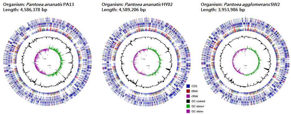 Circular representation of the Pantoea ananatis PA13, P. ananatis HY02, and P. agglomerans SW2 chromosomes. Circles are numbered from 1 outermost) to 7 (innermost). Circles 2 and 3 show the locations of predicted CDSs on the + and – strands, respectively. Circles 1, 4, and 5 show synteny with the E. coli MG1655 chromosome, as follows: circle 1, locations of orthologous CDSs on the + strand; circle 4, locations of orthologous CDSs on the – strand; and circle 5, locations of all P. ananatis or P. agglomerans CDSs orthologous to E. coli proteins. Circle 6 shows a G+C content greater and less than the average (0.5) outside and inside the corresponding circle, respectively. Circle 7 depicts the GC skew