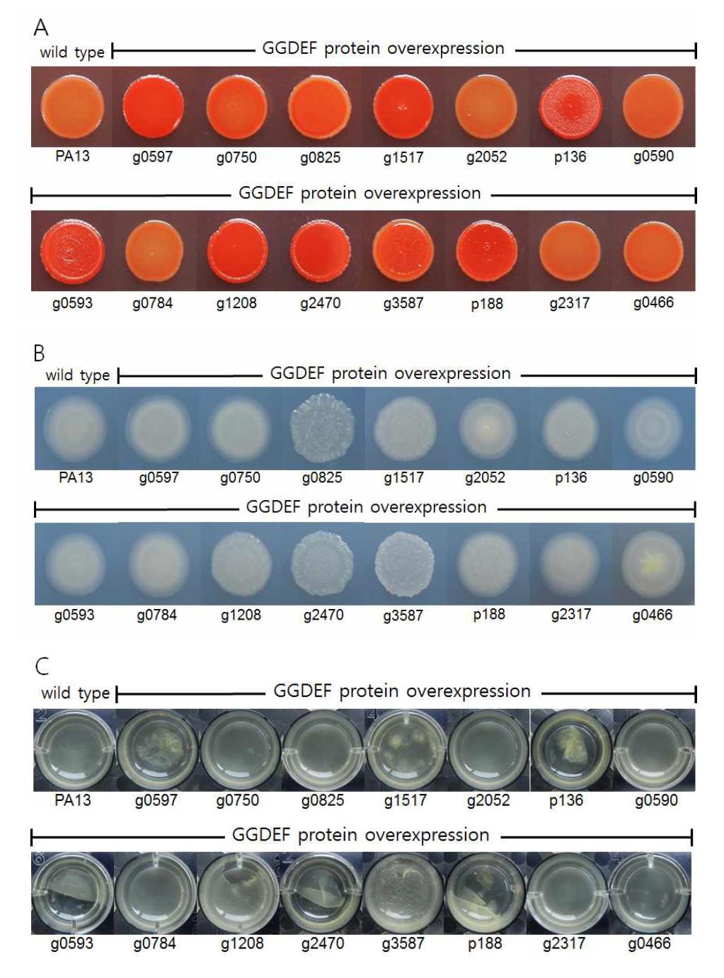 Phenotypic characterization of congo red binding (A), EPS production on AB minimal media (B), and pellicle formation (C) of the P. ananatis. GGDEF proteins were overexpressed with 500 μM IPTG