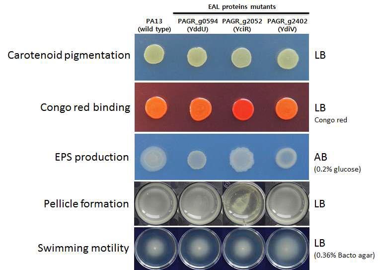 Phenotypic characterization of congo red binding, EPS production, pellicle formation, and swimming motility of EAL protein mutants of the P. ananatis.
