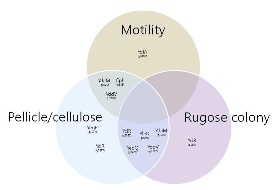 Proposed model for the regulation of second messenger (c-di-GMP) signaling as illustrated by systems operating in P. ananatis.