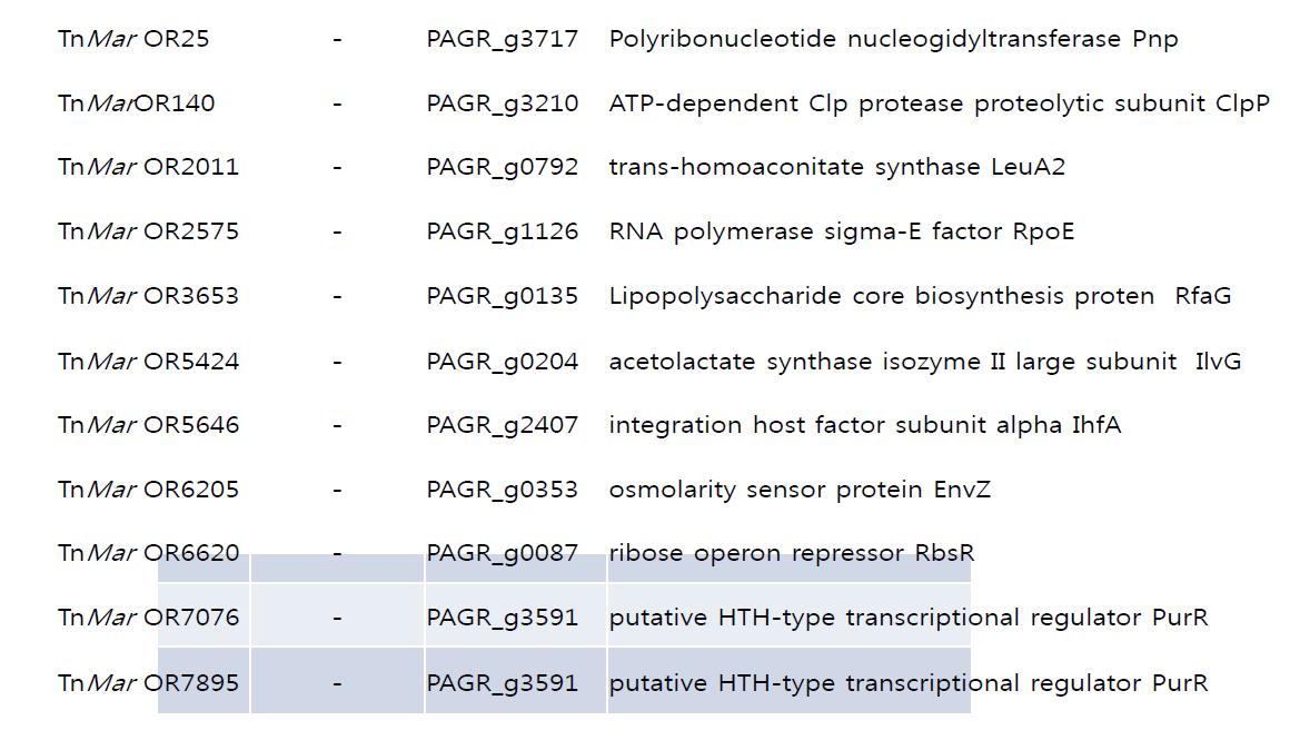 HR-deficient mutants of P. ananatis PA13 and their transposon insertion sites