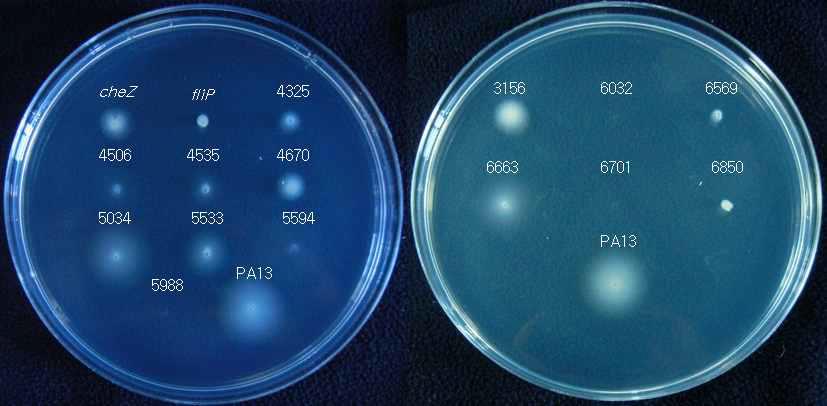 Swimming motility-deficient mutants of P. ananatis PA13. PM(Pseudomonas minimal media) containing 0.36% Bacto agar and 0.2% glucose as a carbon source