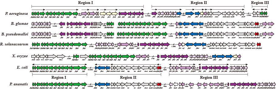 Schematic representation of the organization of the flagella and associated chemotaxis genes in P. ananatis PA13 and other bacteria.