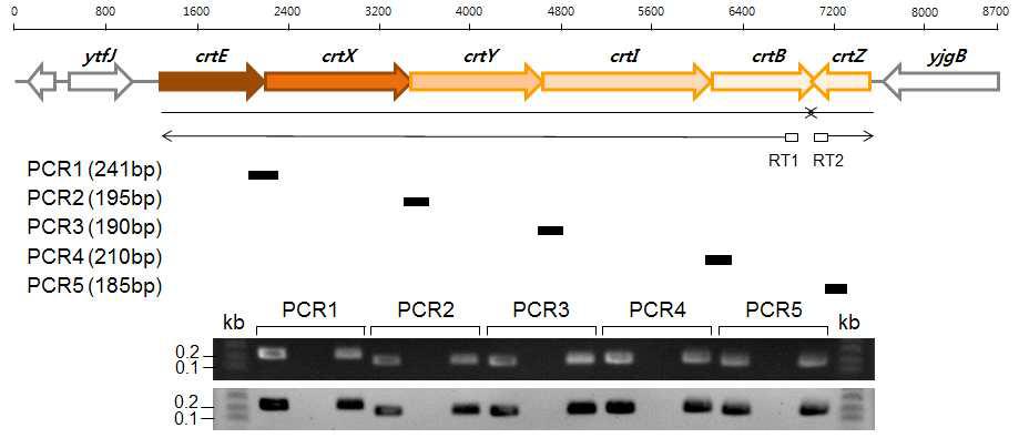 RT-PCR analysis. crtEXYIB genes are polycistronic and make an operon. Schematic organization of the crtE, crtX, crtY, crtI, crtB, and crtZ genes. Arrows below transcript arrows represent the direction and extent of cDNA. The short thick bars below the reverse transcription (RT) arrows indicate the nine PCR products from the corresponding RT reactions. The expected sizes of the PCR products are indicated in parentheses for each PCR. Shown are data for agarose gel analysis (top) and Southern hybridization analysis (bottom) of the RT-PCR products. Southern hybridization was performed by using pCOK218 as probe DNA. The first lane used chromosomal DNA, the second lane used total RNA, and the third lane used cDNA as a template for each PCR.
