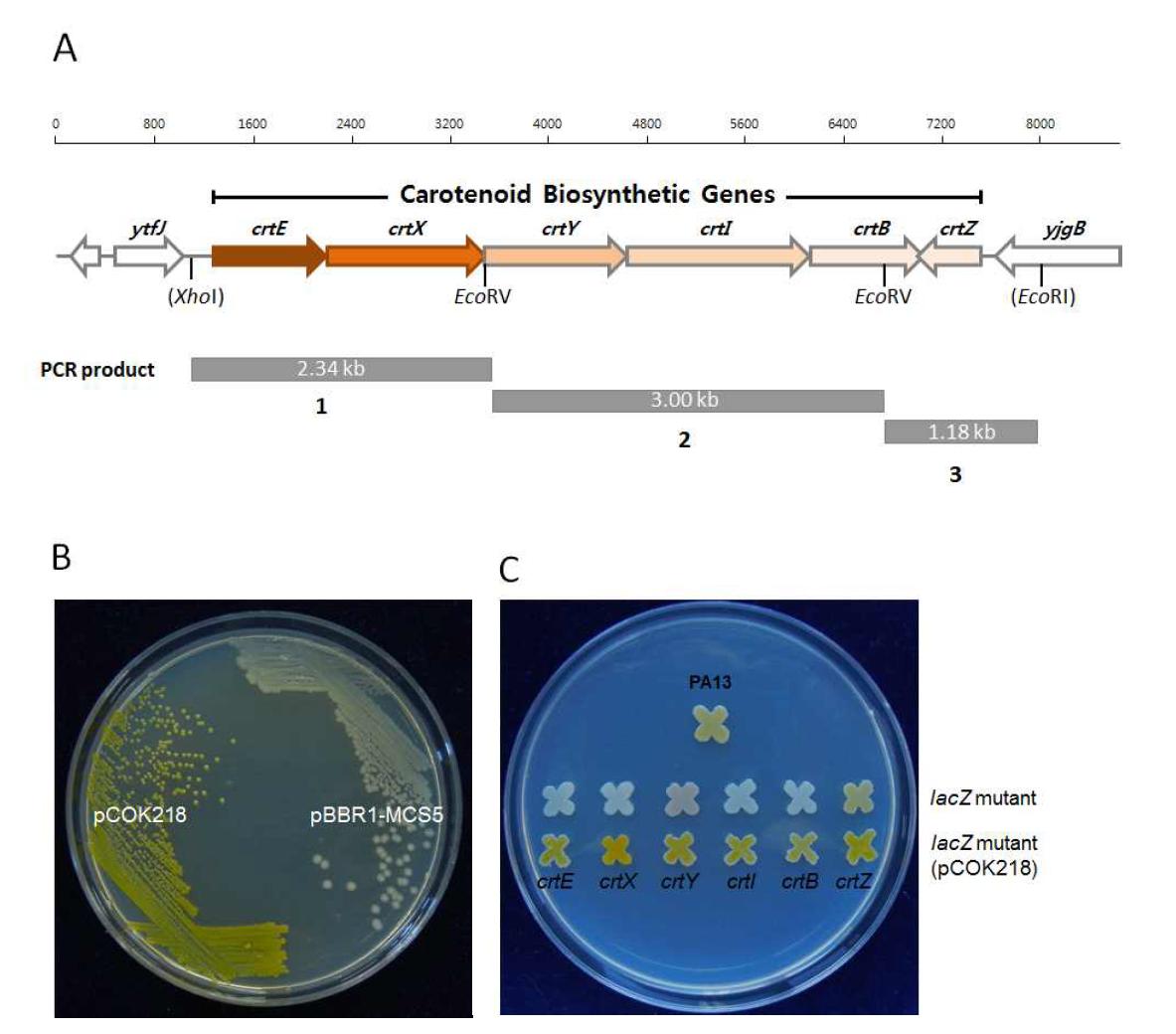 Genetic complementation study of carotenoid deficient mutants of P. ananatis. PCR products of carotenoid biosynthetic crtEXYIBZ genes were cloned into pBBR1-MCS5, generating pCOK218 (A). E. coli strain S17-1/λpir carrying pCOK218 produces carotenoid pigmentation (B). Carotenoid pigmentation phenotypes of deficient mutants were recovered by complementation with pCOK218 (C).