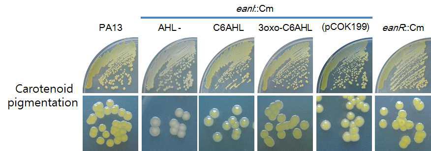 Quorum sensing regulates carotenoid pigmentation of P. ananatis. Carotenoid pigmentation was recovered by addition of the AHL signals or by complementation with eanI. Carotenoid pigmentation was monitored on LB. pCOK199, pBBR1-MCS5::Plac::eanI.