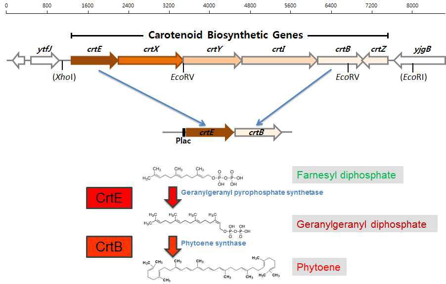 Genetic recombination of phytoene biosynthetic genes.