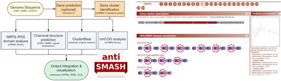 antiSMASH를 통한 유전체 데이터로부터 이차대사산물 생합성 유전자와 유전자집단 발굴 및 adenylation 도메인 염기서열 추출