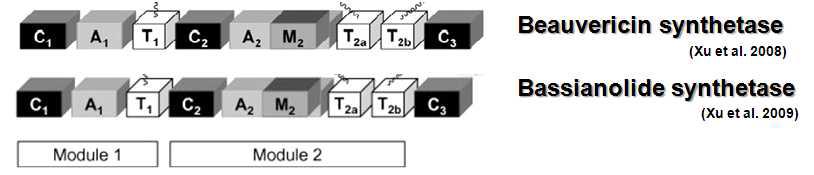노랑다발동충하초의 beauvericin과 bassianolide 합성 NRPS의 도메인 구성.