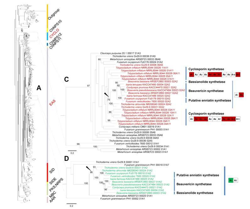 beauvericin과 bassianolide NRPS 유전자의 계통학적 위치