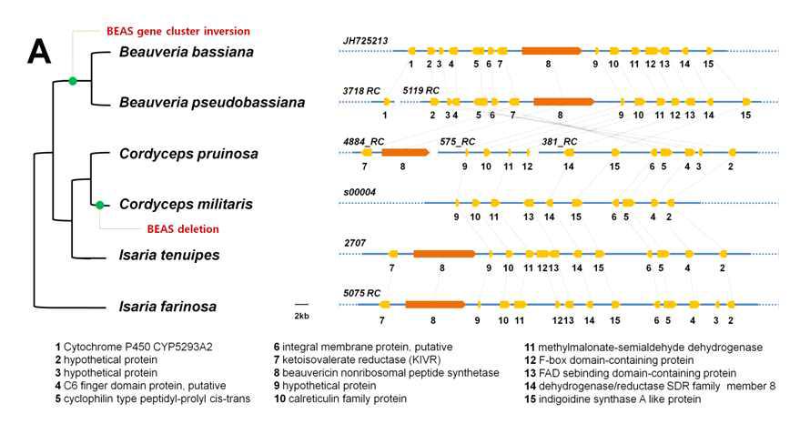 beauvericin 생합성 유전자집단의 노랑다발동충하초와 근연종들 사이의 synteny 분석 결과
