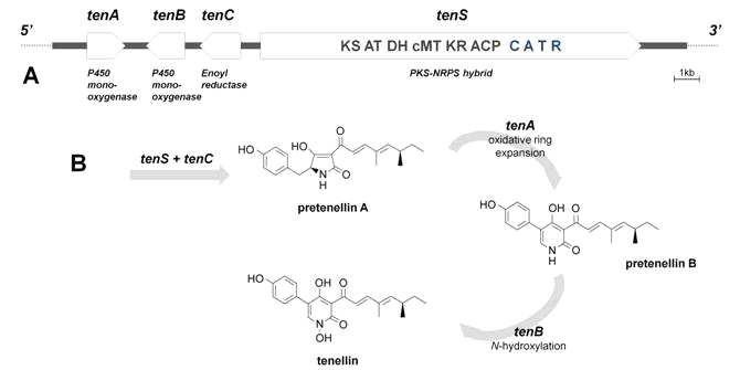 노랑다발동충하초의 tenellin 합성 NRPS-PKS의 도메인 구성(A) 및 유전자집단의 tenellin 합성 경로(B)