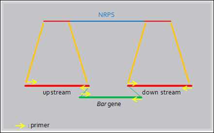 NRPS knock out mutant를 얻기 위한 double joint PCR 방법 모식도.