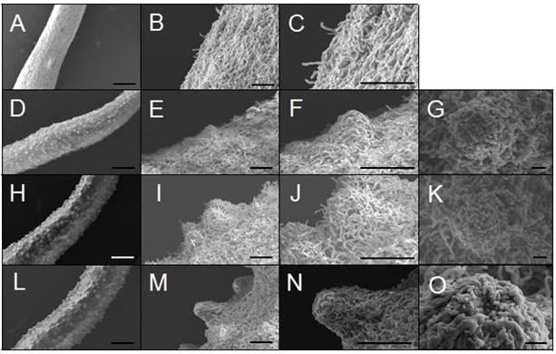 인공재배한 노랑다발동충하초의 7주 동안 자실체 발달정도에 따른 형태학적 특징을 조사한 SEM 사진