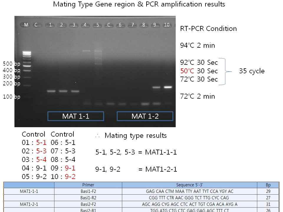 노랑다발동충하초의 교배형 분석을 위한 PCR용 프라이머들과 조건 그리고 교배형 분석 결과. MAT1-1은 약150bp 그리고 MAT1-2는 약 180bp의 밴드들을 지님.: 5-1이 유전체, 전사체, 그리고 대사체 연구에 사용되고 5-1과 9-2가 전사체, 대사체의 자실체 형성균주로 사용됨