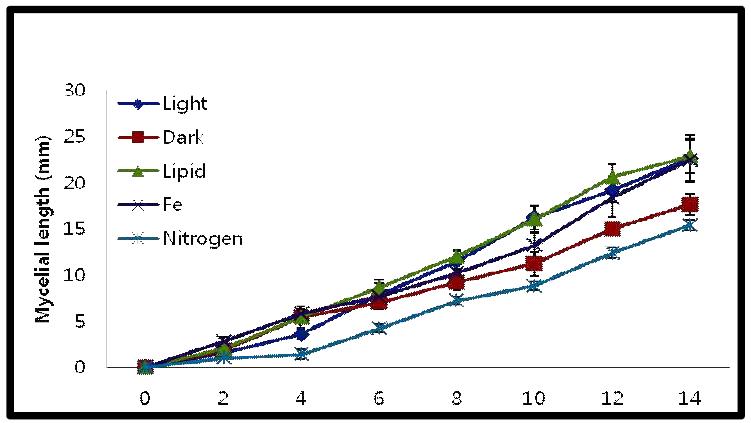 배양조건에 따른 균사체 길이성장정도.