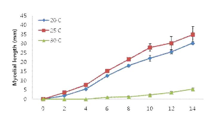 배양온도에 따른 붉은자루동충하초 균사체의 성장정도.