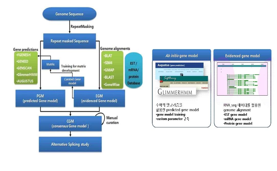 붉은자루동충하초 및 근연종들로부터 추출한 유전체의 gene prediction 과정