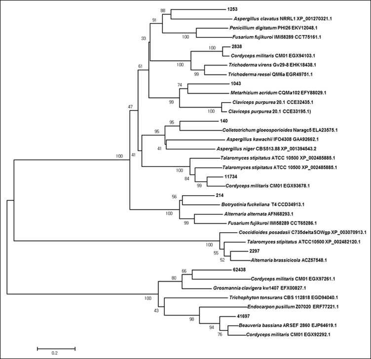 PKS gene의 amino acid sequence를 기초로 한 phylogenetic tree