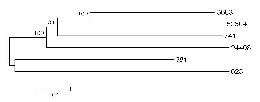 NRPS gene의 amino acid sequence를 기초로 한 phylogenetic tree.