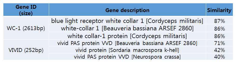 붉은자루동충하초의 NRPS amino acid sequence와 다른 곰팡이 NRPS amino acid sequence 유사도