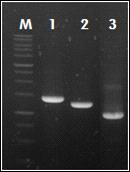 붉은자루동충하초 NRPS 381 gene의 up stream(1), down stream(2), barsta resistance gene(3)을 PCR 증폭. M: 1kb ladder maker.