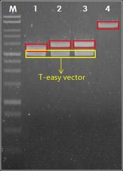 Gene construction 제작을 위한 restriction enzyme AvrII와 SpeI 으로 처리한 plasmid DNA. M: 1kb ladder maker, 1: PKS 140, 2-3: NRPS 381, 4: pCAMBIA0381.