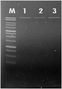 완성된 gene construction을 restriction enzyme AvrII로 처리하여 확인.