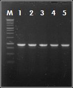 Agrobacterium에 gene construction을 transformation 하여 colony PCR 확인.