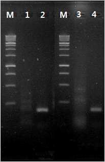 C. pruinosa wild type과 1M381의 cDNA를 주형으로 NRPS 381 유전자 Real-time PCR primer 사용 하여 PCR 확인