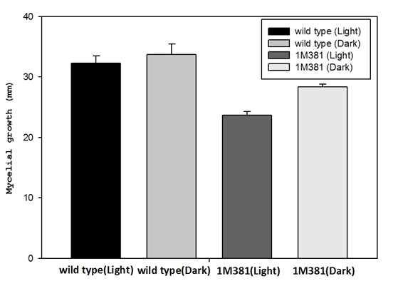 C. pruinosa wild type과 1M381 균주의 성장 test.