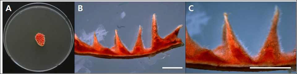 C. pruinosa 1M381 균주 SDAY 배지에 광조건에서 14일 배양.