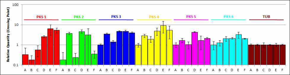 노랑다발동충하초 균주의 광/암 조건과 시기에 따른 PKS 유전자 발현 비교.