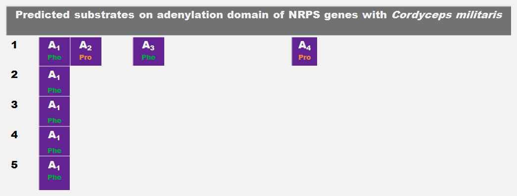 번데기 동충하초의 NRPS 유전자의 adenylation domain이 갖는 기질분석 결과