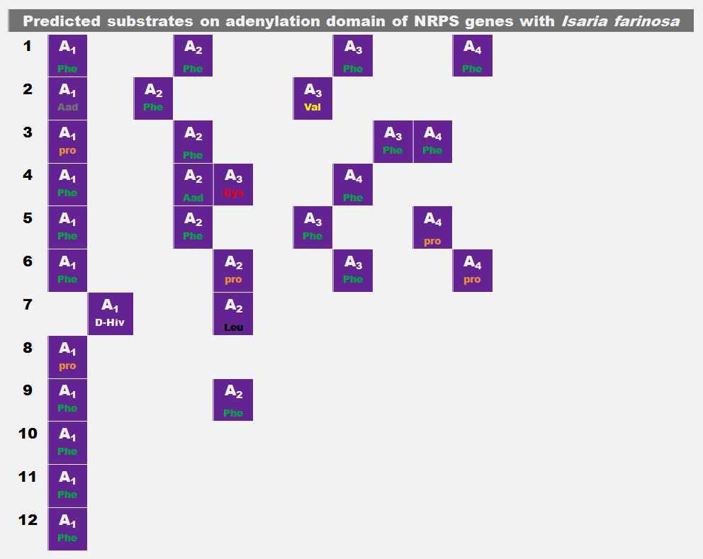 Isaria farinosa NRPS 유전자의 adenylation domain이 갖는 기질분석 결과