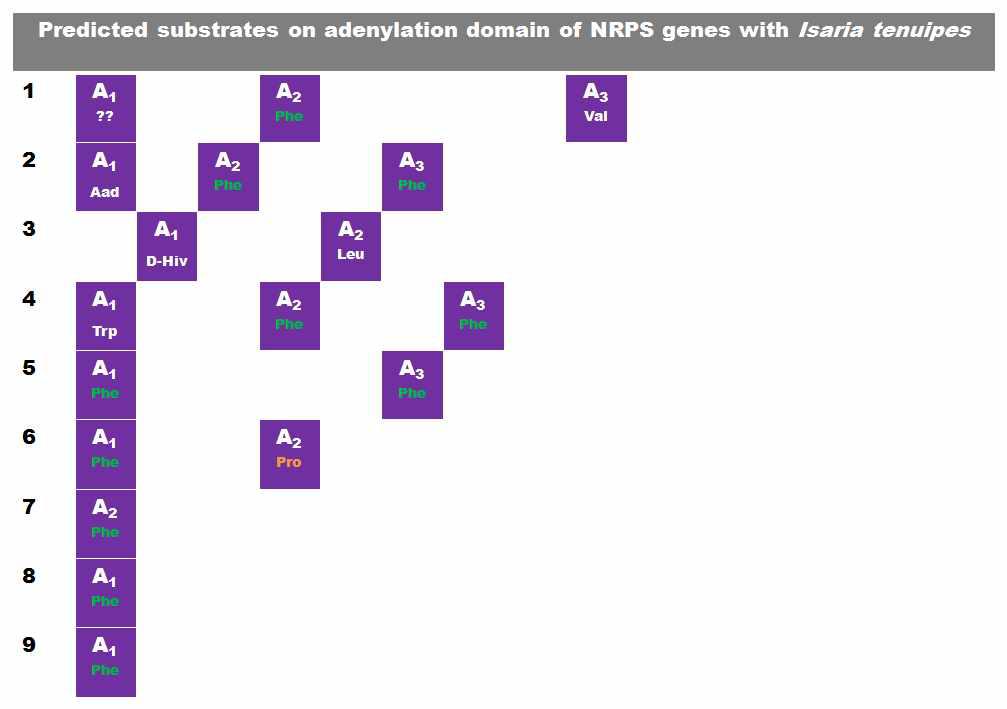 Isaria tenuipes NRPS 유전자의 adenylation domain이 갖는 기질분석 결과